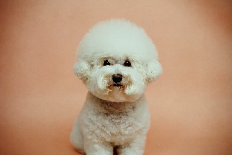A freshly groomed bichon sitting upright