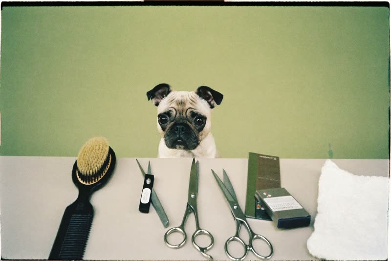 Grooming tools laid out on a table: scissors, brushes, comb, clippers and a towel