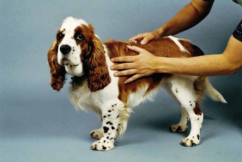A spaniel standing calmly while being handled and groomed