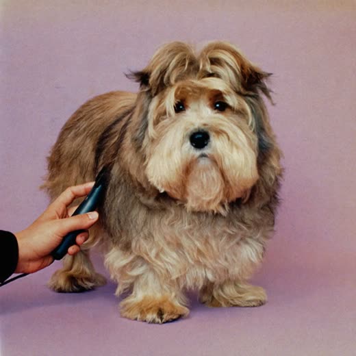 A cockapoo part-way through a haircut