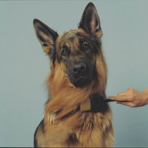 A long-haired dog being de-shedded with a slicker brush